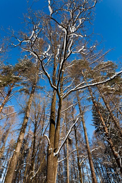 Winter trees