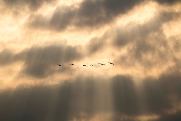 winter trekvogels