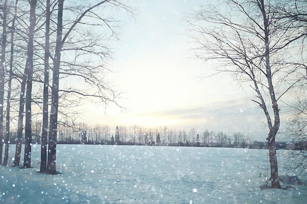 winter veld bomen hemel achtergrond