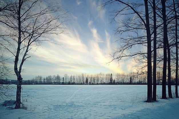 winter veld bomen hemel achtergrond