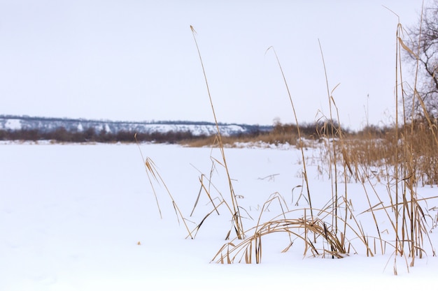 Winter, veld met droog gras bedekt met witte sneeuw