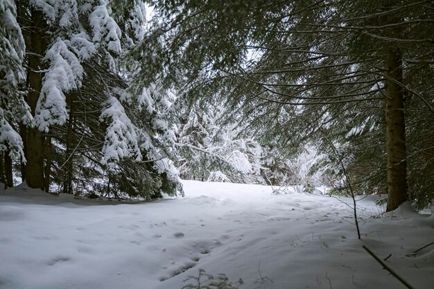 Foto vista invernale della foresta coperta di neve