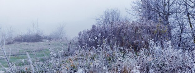 霜に覆われた茂みや霧の中の木々と冬の景色