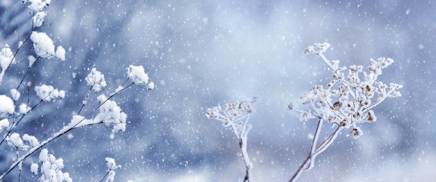 Vista invernale con piante secche innevate durante la nevicata carta di natale e capodanno