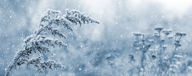 降雪のある冬の景色。吹雪の中の雪に覆われた乾燥した植生。冬のクリスマスの背景