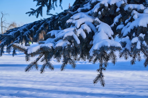 Photo winter vignettes capturing the ephemeral beauty of nature