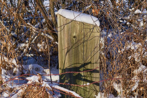 Photo winter vignettes capturing the ephemeral beauty of nature