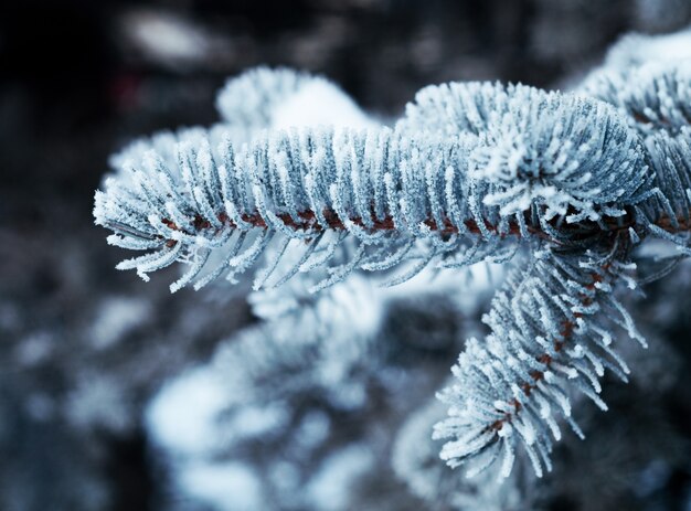 Winter vorst op sparren boom close-up. Ondiepe scherptediepte.