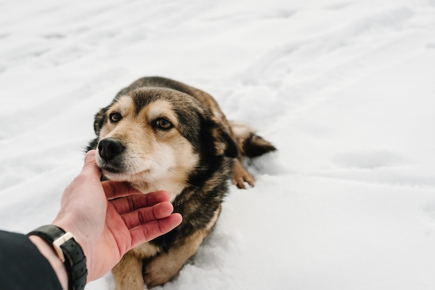 Winter walk with dog Dog on snow and hands owner on ice pond Winter fishing on the frozen lake