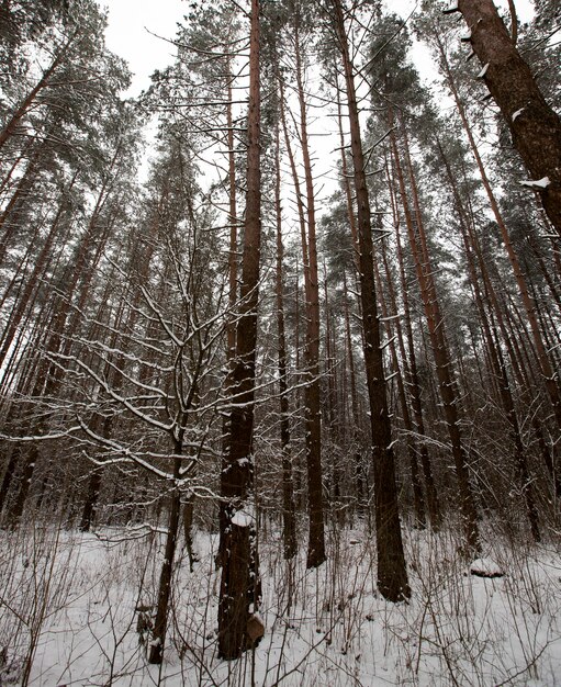 Winter weather in the park or forest and pine firs, firs and pines in the winter season, frosty winter after snowfall with long pines or firs