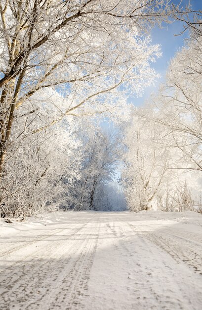 Winter weg in besneeuwde ijzige boslandschap