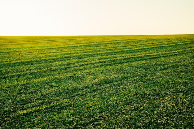 Winter wheat after winter the beginning of growth in spring