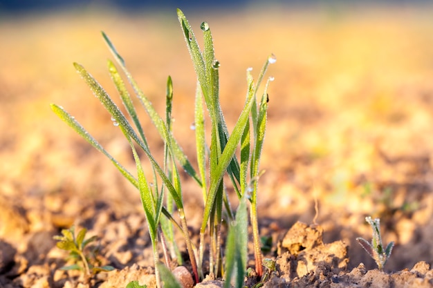 Winter wheat covered with ice crystals and frost in the winter