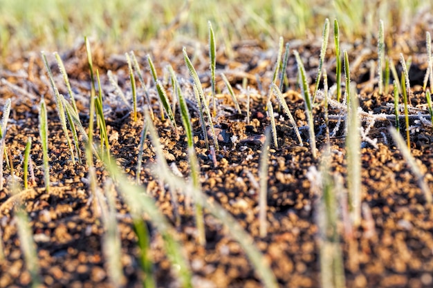 Winter wheat covered with ice crystals and frost in the winter