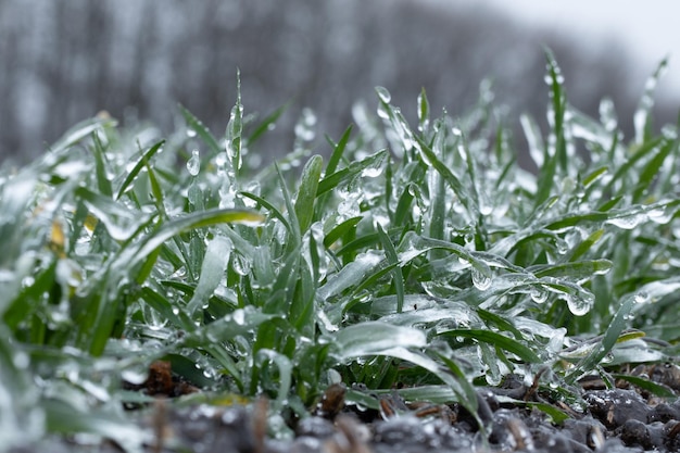 겨울 밀 작물은 얼음으로 덮여 있습니다. 매크로