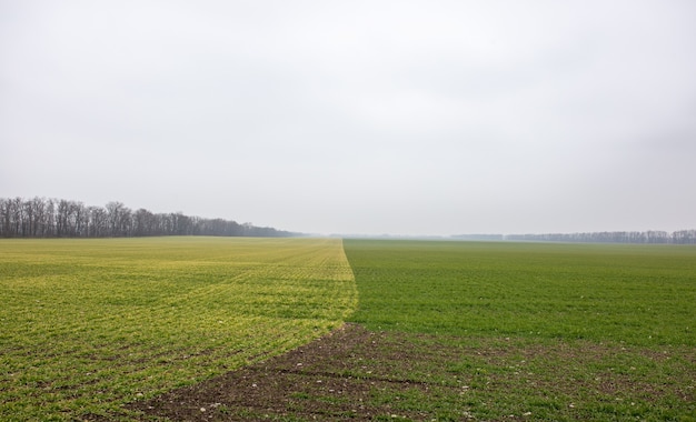 Photo winter wheat field green contrast winter