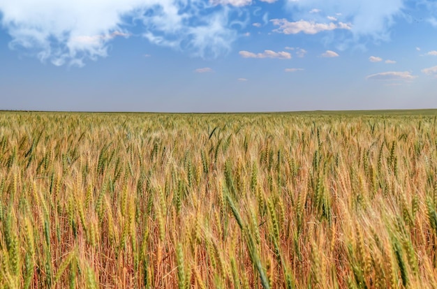 Winter wheat ripens in the field in spring