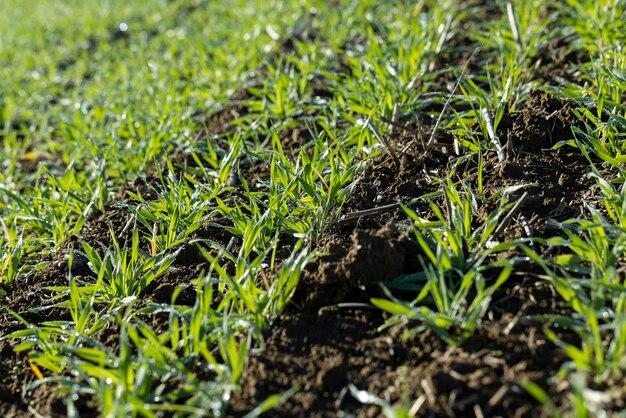 Winter wheat variety covered with dew drops