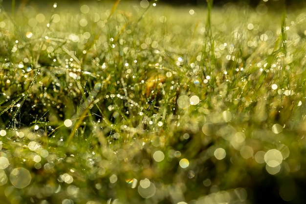 Winter wheat variety covered with dew drops