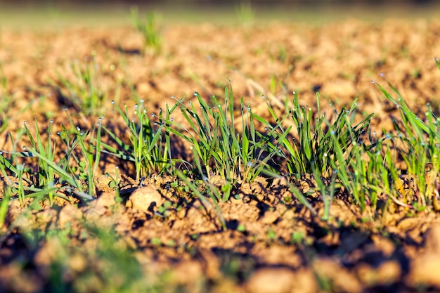 Photo winter wheat