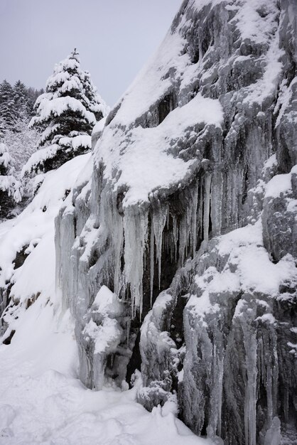 雪に覆われた木々のある冬の白い風景