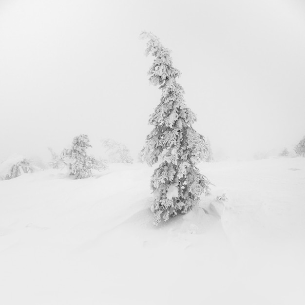 Зимний белый минималистичный природный ландшафт Мистическая сказка о зимнем туманном лесу Заснеженные рождественские ели на склоне горы