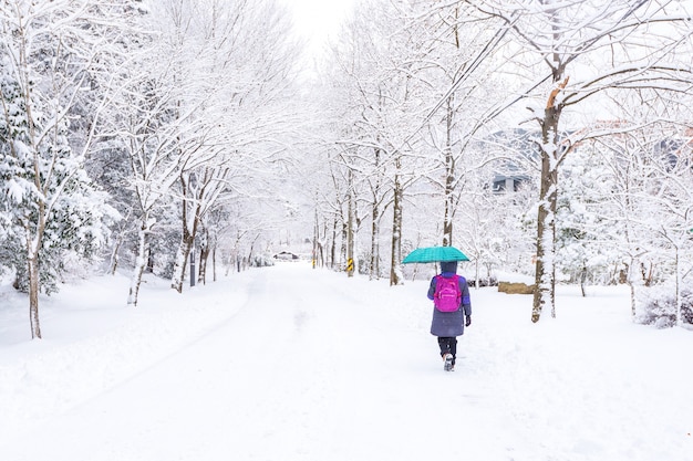 韓国の冬の白雪