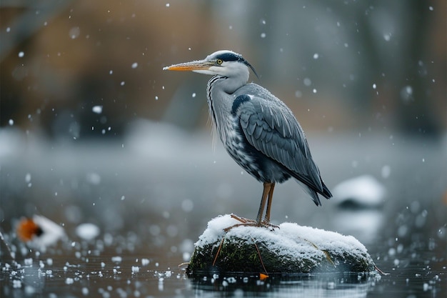 Winter wildlife adventure Birders immersed in the thrill of bird watching