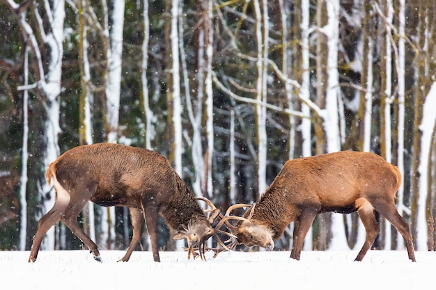 Зимняя дикая природа. два молодых благородных оленя cervus elaphus играют и дерутся рогами в снегу возле зимнего леса.