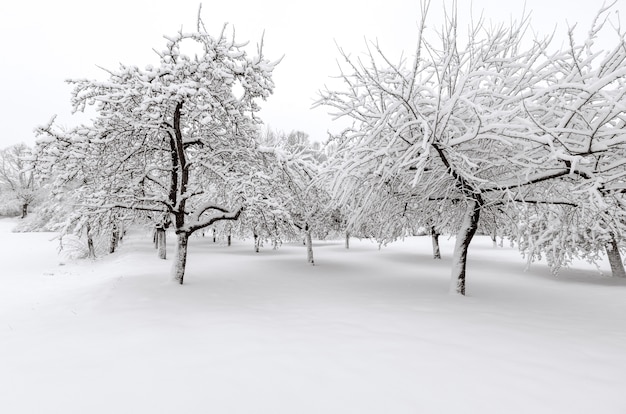 Inverno con neve sugli alberi