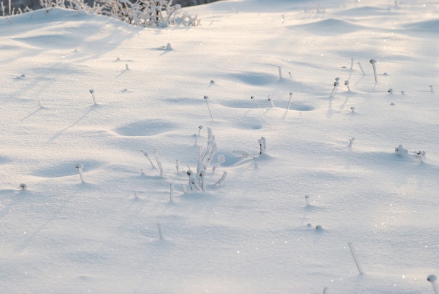 Winter witte sneeuw bedekt veld.