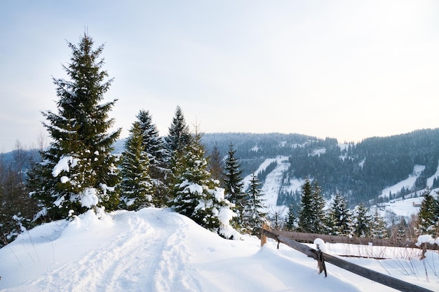 写真 冬のワンダーランドの背景山のトウヒの森の凍るような晴れた日雪に覆われた木々と青い空