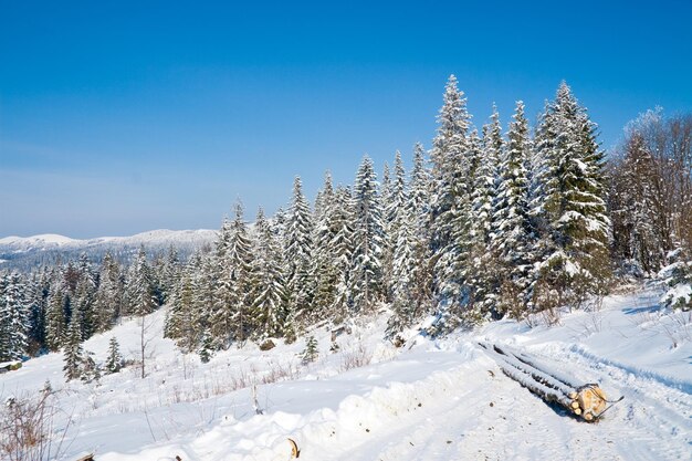 Winter wonderland background Frosty sunny day in mountain spruce forest Snowy trees and blue sky