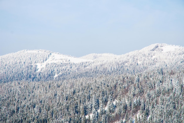겨울 원더랜드 배경 산 가문비나무 숲에서 서리가 내린 화창한 날 눈 덮인 나무와 푸른 하늘