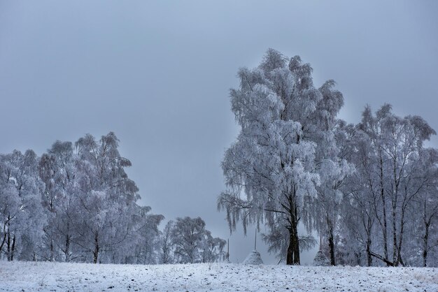 Winter wonderland Hoarfrost and snow on birch trees