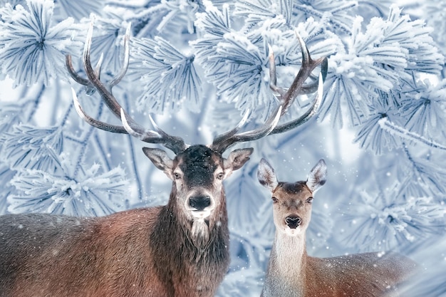 写真 冬のワンダーランド 冬の雪の森の高貴な鹿の家族