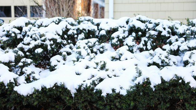 Winter wonderland snow blankets plants and streets in a serene scene creating a peaceful and magic