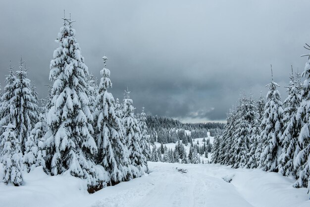 Winter wonderland spruce tree forest covered with fresh snow