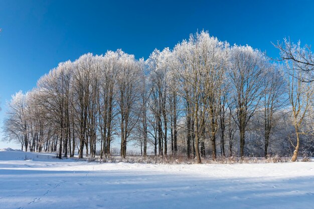 Winter wonderland with snow covered branches on deciduous trees and blue sky