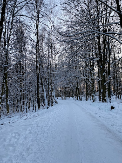 зимний лес