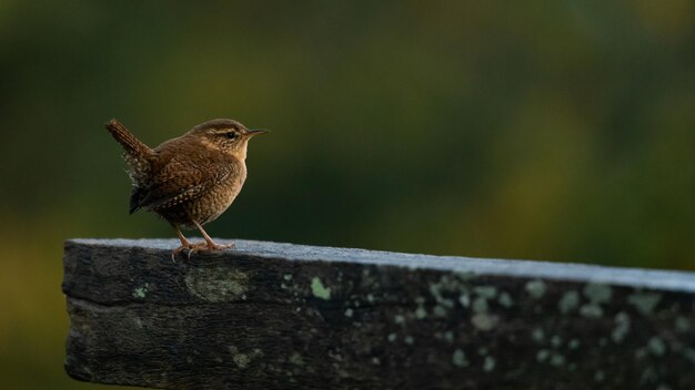 Photo winter wren on a branch