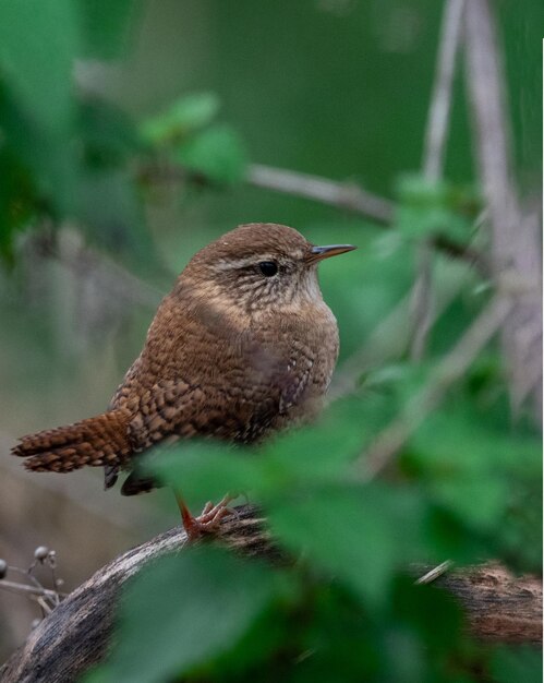 Photo winter wren on a branch