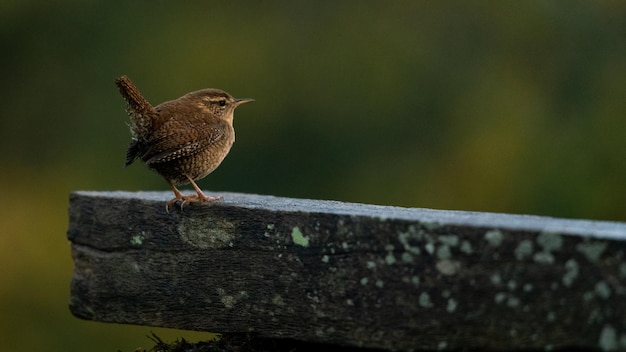 写真 枝に冬ミソサザイ