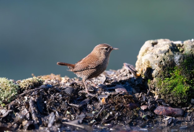 Зимний крапивник Troglodytes troglodytes на зеленом фоне