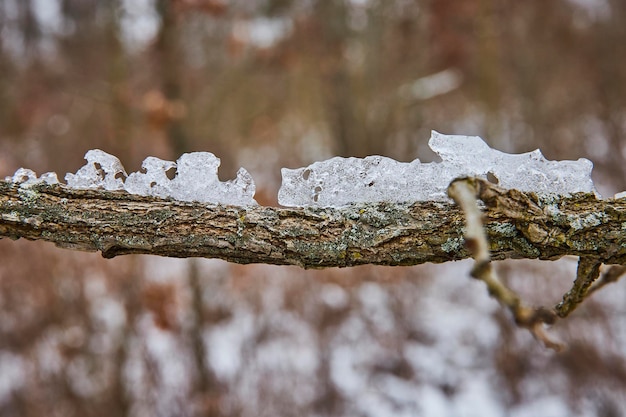 Winter39s Transience Melting Ice on Branch Soft Bokeh Background