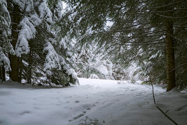 Foto winterbeeld van het met sneeuw bedekte bos