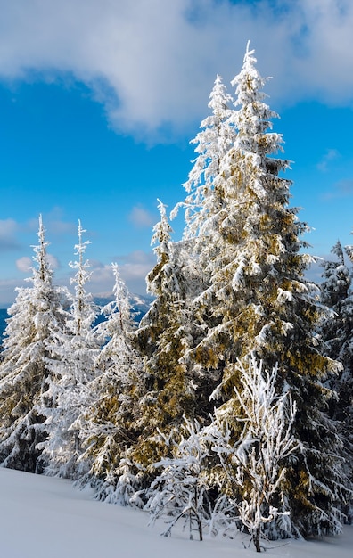 Winterberg besneeuwd landschap