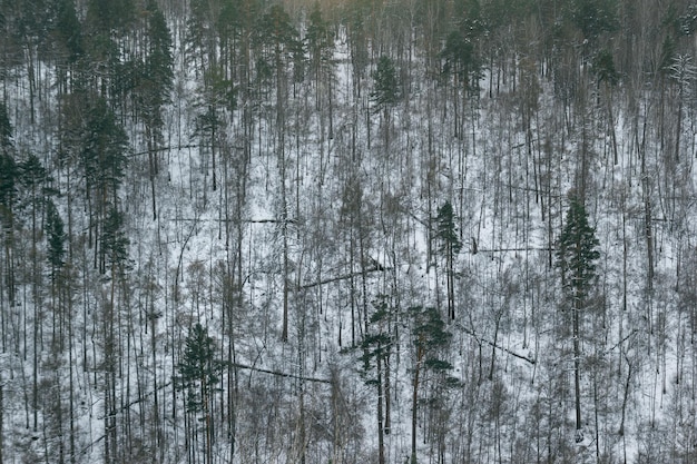 Winterberghelling met omgevallen bomen