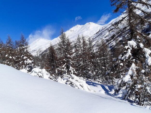 Winterberglandschap Bosbomen bedekt met sneeuw