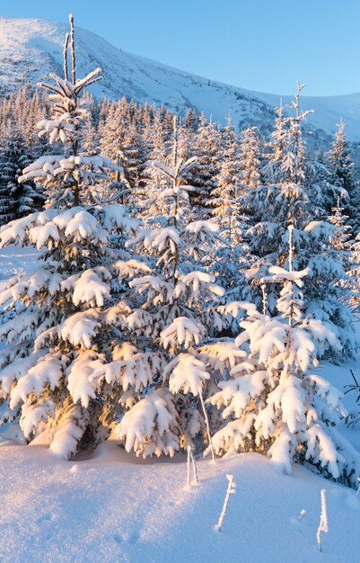 Winterberglandschap met besneeuwde sparren in zonsopganglicht